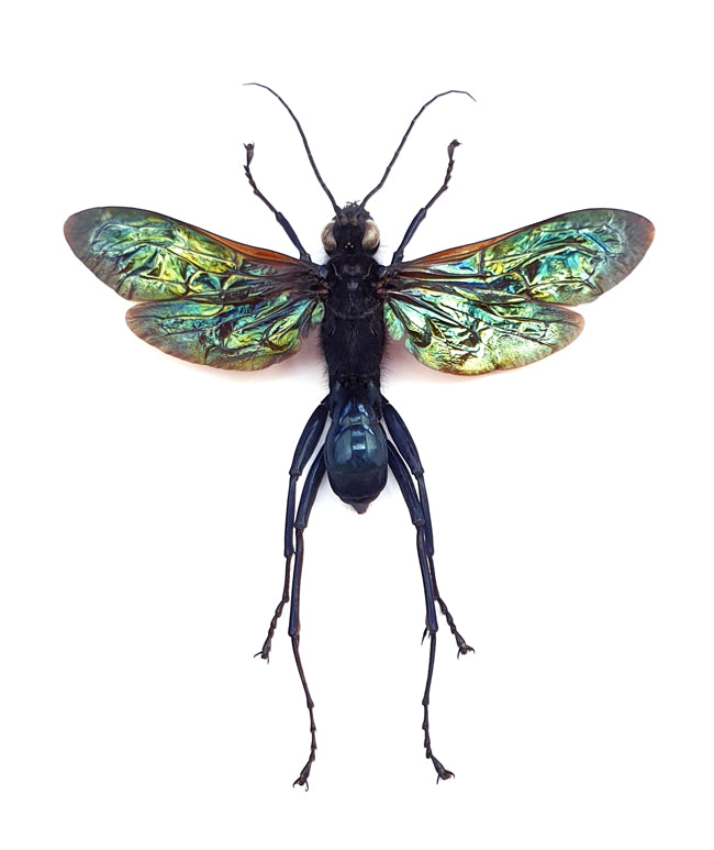 Macromeris iridipennis Spider Wasp Specimen | A1 Quality | Spread & Dry-Preserved HYMENOPTERA