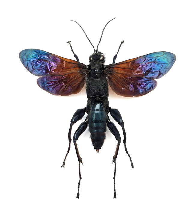 Macromeris splendida Spider Wasp Specimen | A1 Quality | Spread & Dry-Preserved HYMENOPTERA