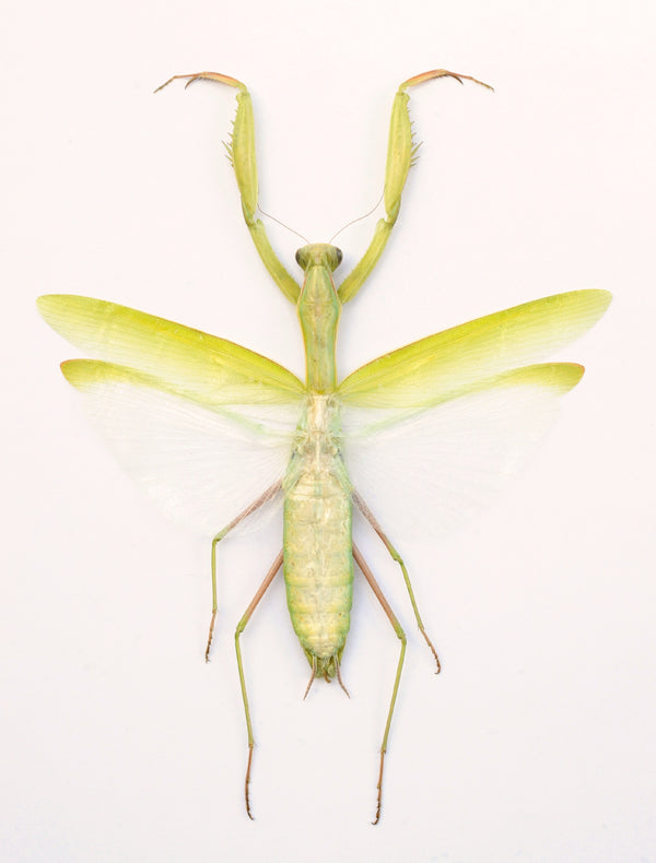 Mantis religiosa siedleckii (Brown Form) Mantis Specimen | A1 Quality | Dry-Preserved Spread | MANTODEA