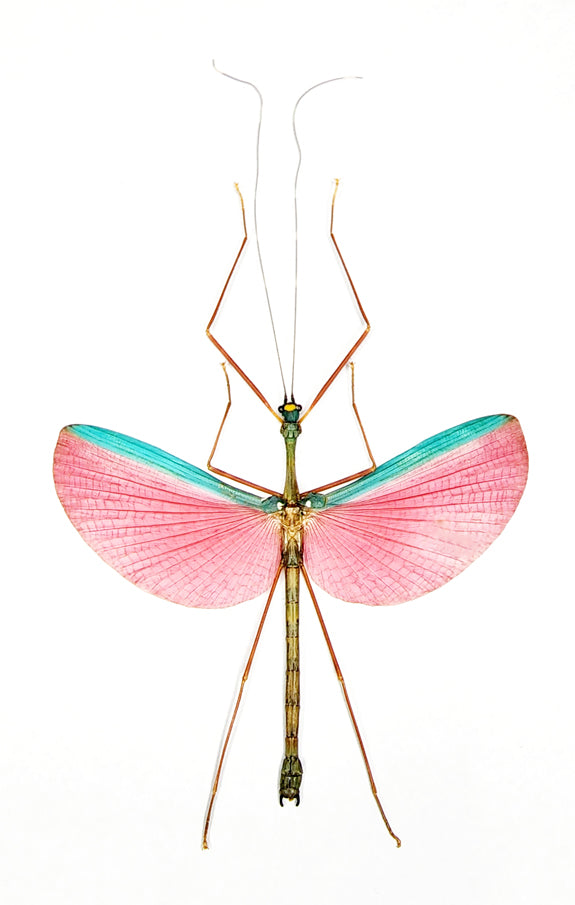 Marmessoidea rosea Stick Insect Specimen | Spread | A1 Quality | Dry-Preserved PHASMATODEA