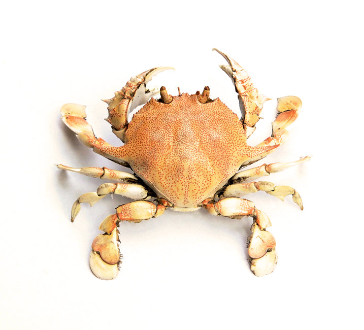 Matuta victor | Flower Moon Crab Specimen | A1 Quality | Dry-Preserved DECAPODA