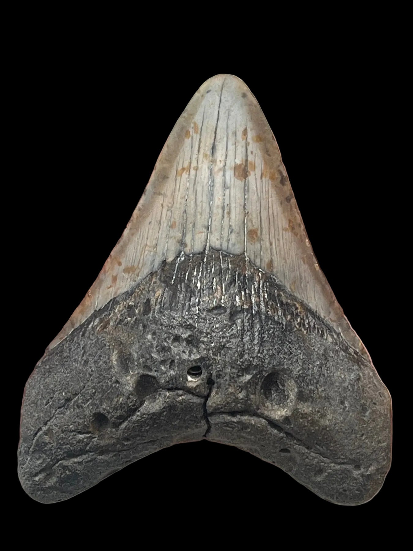 メガロドンの化石の歯 113mm | Carcharocles megalodon | フロリダ