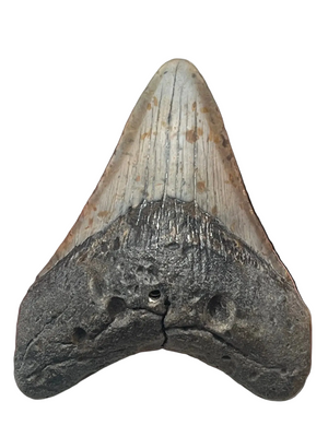 سنّ أحفوري لميغالودون 75mm | Carcharocles megalodon | فلوريدا | SKU-MEG75