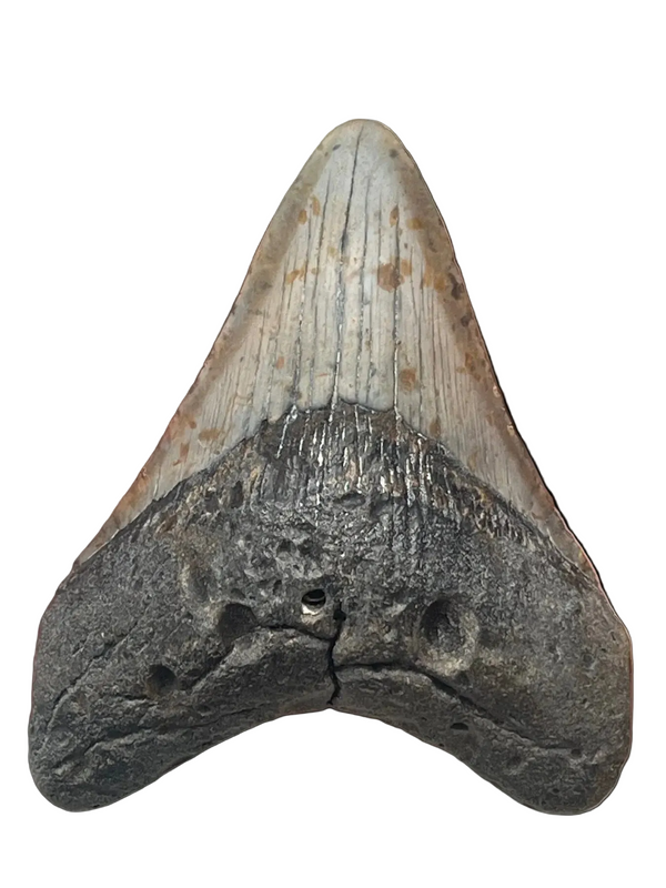 メガロドンの化石の歯 113mm | Carcharocles megalodon | フロリダ