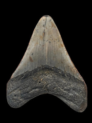 سنّ أحفوري لميغالودون 75mm | Carcharocles megalodon | فلوريدا | SKU-MEG75