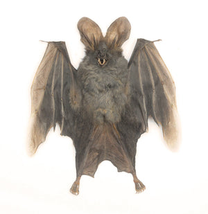 Assorted Common Bat Specimens | A1 Quality | Dry-Preserved CHIROPTERA (Spread Half Folded)