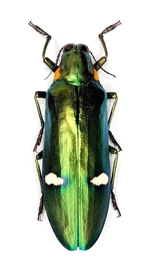 Megaloxantha bicolor othanii カブトムシ | A1乾燥保存 BUPRESTIDAE