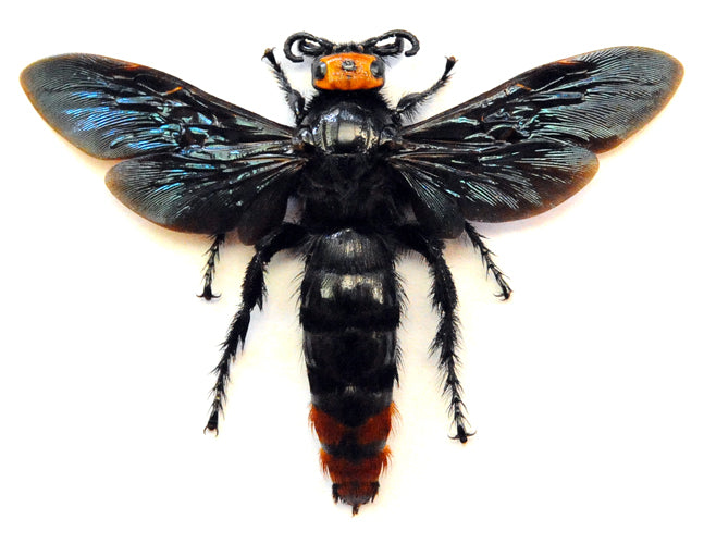 Megascolia azurea christiana Scoliid Wasp Specimen | A1 Quality | Spread & Dry-Preserved HYMENOPTERA