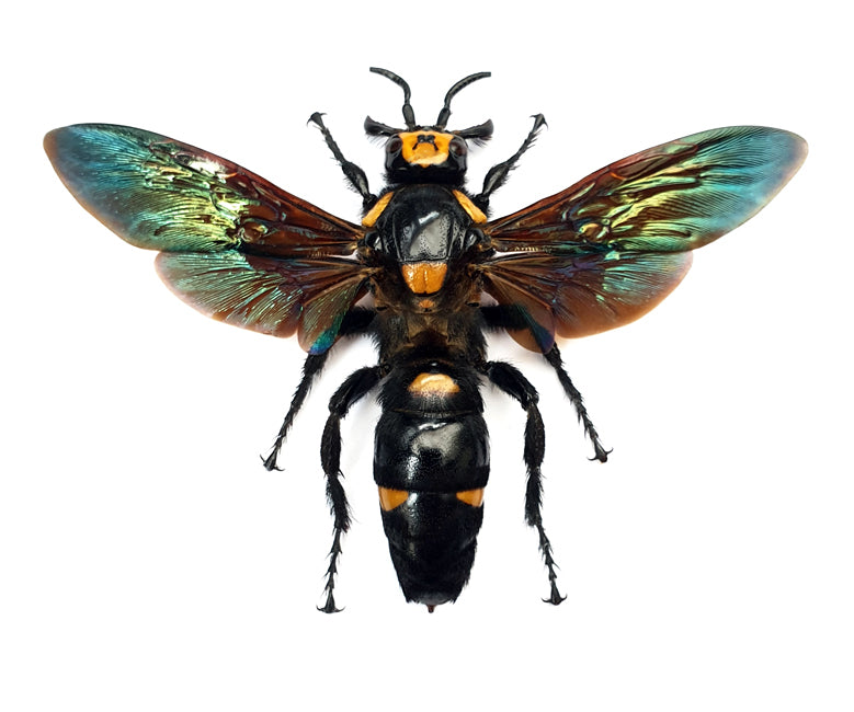 Spécimen de guêpe scoliide Megascolia procer javanensis | Qualité A1 | Étale et conservé sec HYMENOPTERA