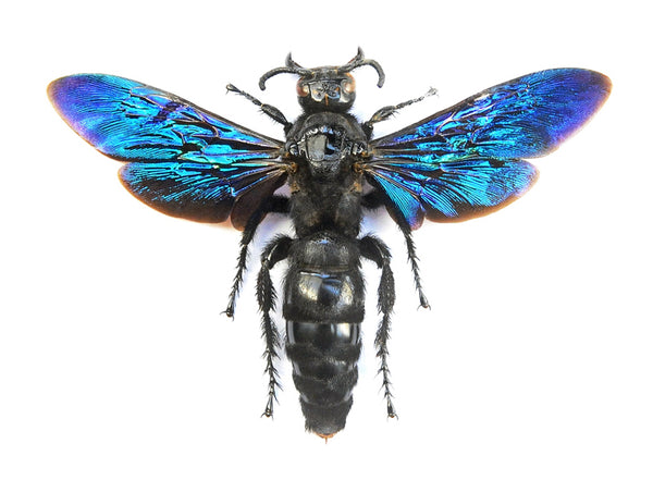 Megascolia velutina velutina | A1 展翅コツチバチ標本 – BugsDirect