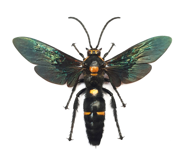 Megascolia procer javanensis Scoliid Wasp Specimen | A1 Quality | Spread & Dry-Preserved HYMENOPTERA