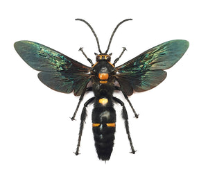 Megascolia procer javanensis Scoliid Wasp Specimen | A1 Quality | Spread & Dry-Preserved HYMENOPTERA
