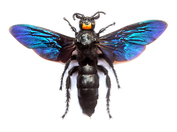 Megascolia velutina ducalis スコリイドバチ 標本 | A1 クオリティ
