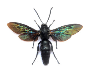 10 Megascolia velutina ducalis Scoliid Wasp Specimen | A1 Quality | Spread & Dry-Preserved HYMENOPTERA (wholesale)