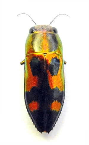Melobasis viridifrons Beetle Specimen | A1 Quality | Dry-Preserved BUPRESTIDAE