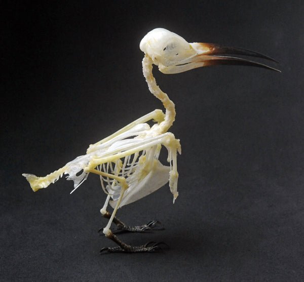 Merops philippinus javanicus Bird Skeleton | A1 Quality | Dry-Preserved SKELETON