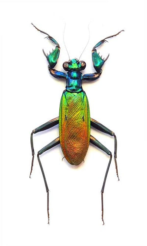 LOT OF 10 Metallic Bark Mantis (Metallyticus splendidus) Wholesale