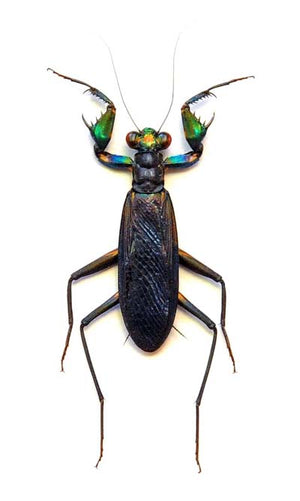 Metallyticus splendidus Mantis Specimen | A1 Quality | Dry-Preserved | MANTODEA