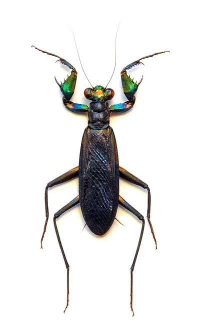 Metallyticus splendidus Mantis A1 | MANTODEA preservada en seco