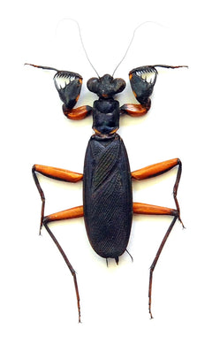 標本 Peru Mantodea sp. 44mm 標本 Peru Mantodea sp. 44mm Rare