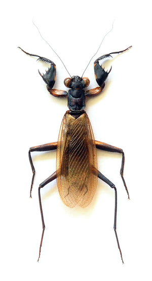 Metallyticus violaceus Mantis Specimen | A1 Quality | Dry-Preserved | MANTODEA