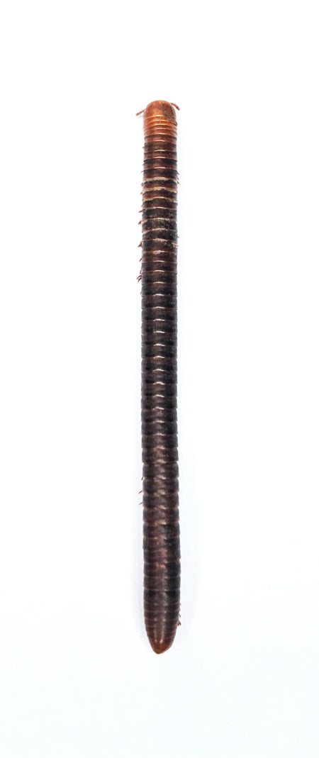 Millipede sp. Specimen | A1 Quality | Dry-Preserved MILLIPEDE
