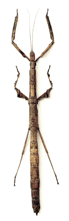 mnesilochusportentosusfmlKal_2