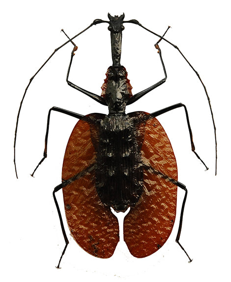 Mormolyce phyllodes Beetle Specimen | A1 Quality | Dry-Preserved CARABIDAE