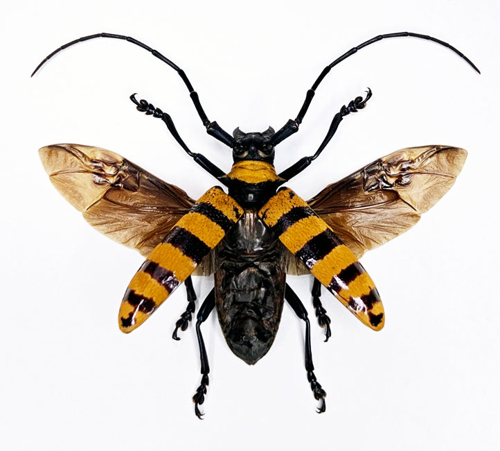 Nemophas grayi Spread Beetle Specimen | A1 Quality | Dry-Preserved CERAMBYCIDAE (Wings-Spread)