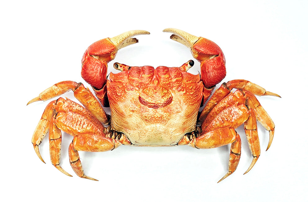 Neosarmatium meinerti | Mangrove Crab Specimen | A1 Quality | Dry-Preserved DECAPODA