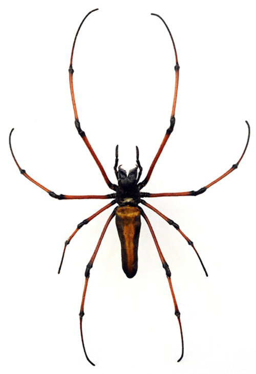 Spécimen d'araignée Nephila kuhlii (Nephile dorée) | Qualité A1 | Séché ARANEAE
