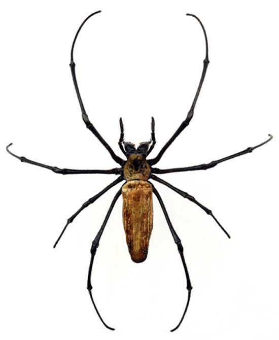 Golden Orb Weaver Spider | Nephila pilipes | A1 Dry-Preserved Specimen | 8" | Wholesale Lot of 10
