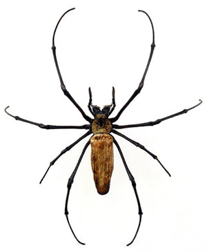 Golden Orb Weaver Spider | Nephila pilipes | A1 Dry-Preserved Specimen | 8" | Wholesale Lot of 10