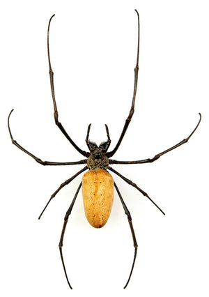 Zlatý křižák hedvábný | Nephila vitiana | suchý preparát kvality A1 | velkoobchodní balení 10 kusů