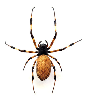 عينة عنكبوت الخشب العملاق Nephilengys malabarensis | جودة A1 | محفوظة جافًا من رتبة ARANEAE