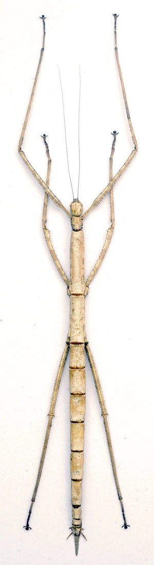 Nesiophasma giganteum Giant Stick Insect Specimen | A1 Quality | Dry-Preserved PHASMATODEA