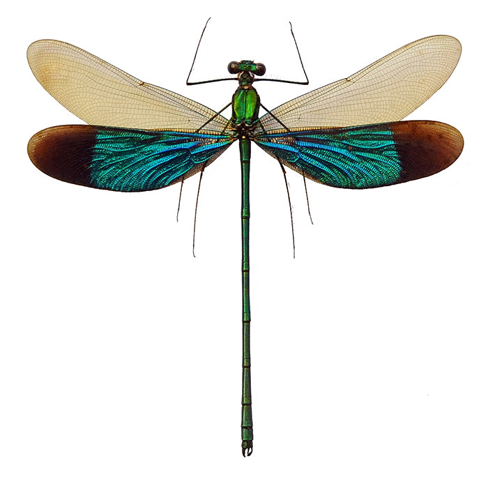 10 Neurobasis chinensis florida Damselfly Specimen | A1 Quality | Dry-Preserved Spread | ODONATA (wholesale)