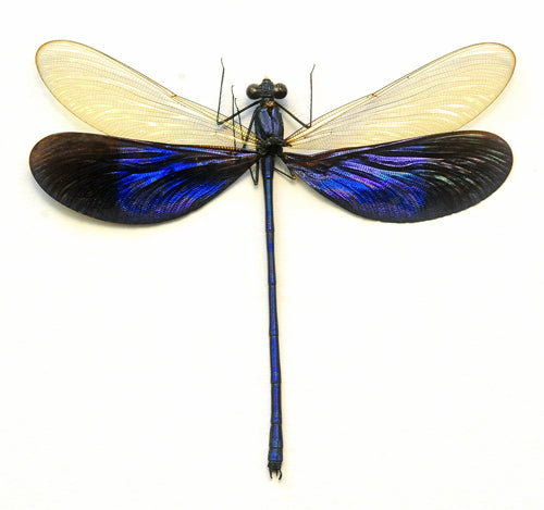 Neurobasis kaupi pavo Damselfly Specimen | A1 Quality | Dry-Preserved Spread | ODONATA