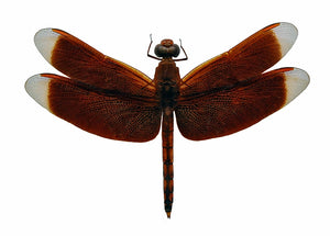 عينة يعسوب Neurothemis terminata | جودة A1 | محفوظة جافًا ومبسوطة | ODONATA