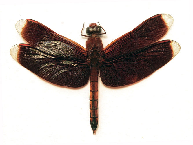 Neurothemis terminata Dragonfly Specimen | A1 Quality | Dry-Preserved Spread | ODONATA