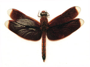 عينة يعسوب Neurothemis terminata | جودة A1 | محفوظة جافًا ومبسوطة | ODONATA