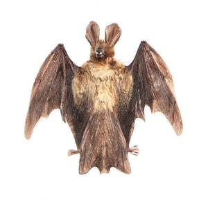 Assorted Common Bat Specimens | A1 Quality | Dry-Preserved CHIROPTERA (Spread Half Folded)