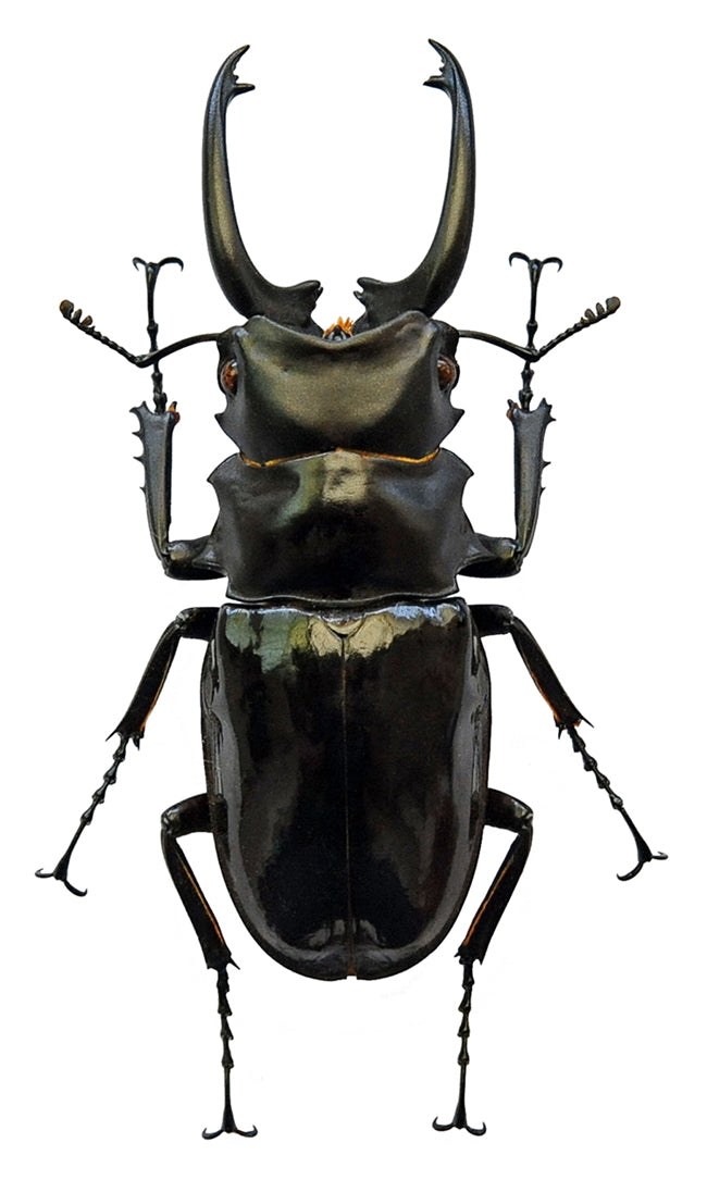 Odontolabis dalmanni celebensis Beetle Specimen A1 | Dry-Preserved