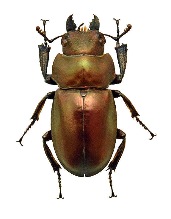 Odontolabis kazuhisai Beetle Specimen | A1 Quality | Dry-Preserved LUCANIDAE