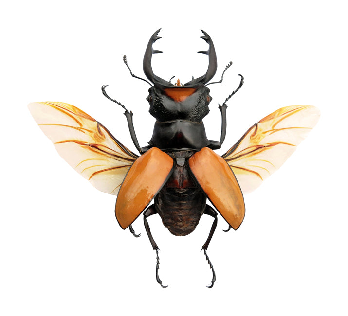 Odontolabis lacordairei teledonte Beetle Specimen A1 | Dry
