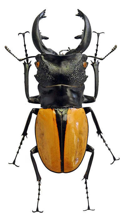 Odontolabis ludekingi Beetle Specimen | A1 Quality | Dry-Preserved LUCANIDAE