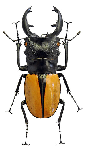 Premium Assorted Dry-Preserved Specimens | Beetles, Bats, Frogs, Tarantulas & More | A1 Quality