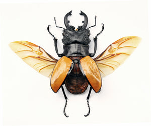 Odontolabis ludekingi Beetle Specimen | A1 Quality | Dry-Preserved LUCANIDAE