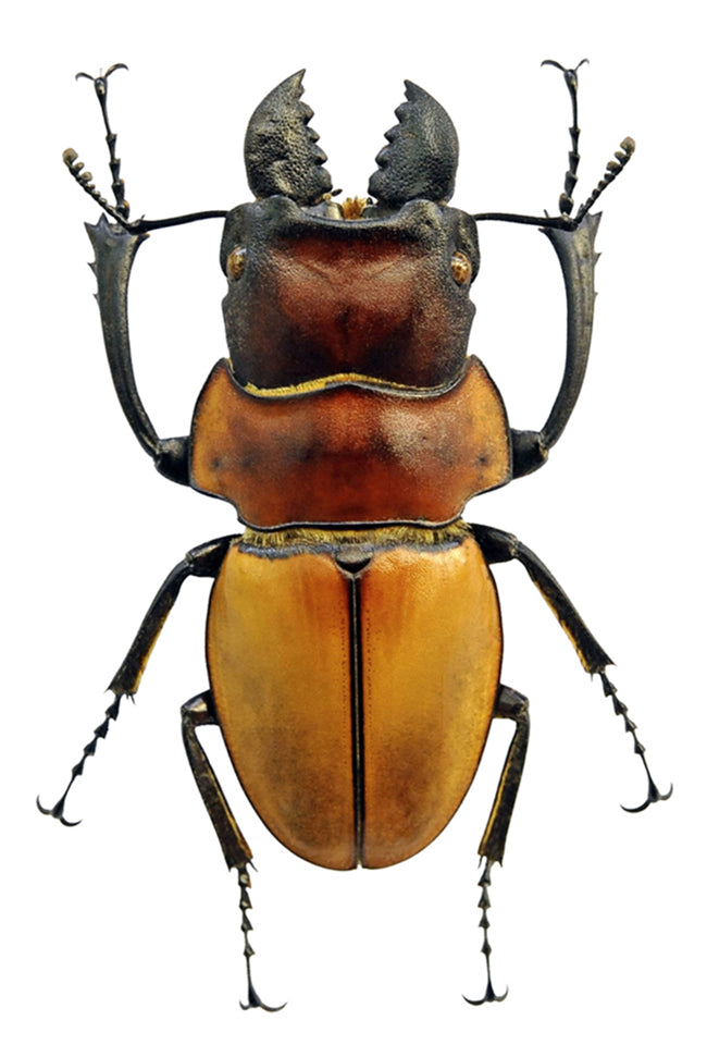 Odontolabis sommeri sommeri Beetle Specimen | A1 Quality | Dry-Preserved LUCANIDAE