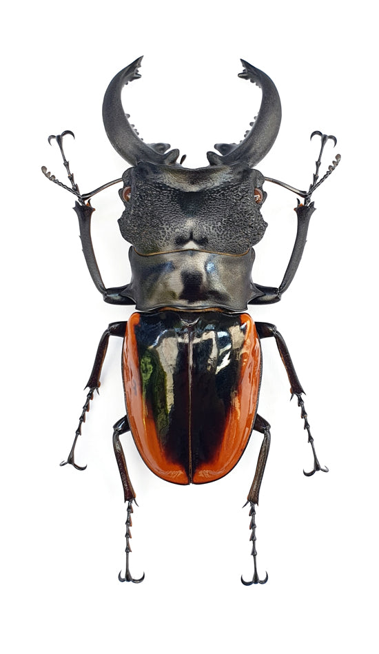 Odontolabis wollastoni Beetle Specimen | A1 Quality | Dry-Preserved LUCANIDAE